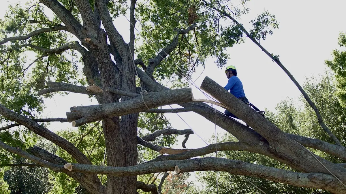 Professional Crown Thinning performed by certified arborists in Cos Cob