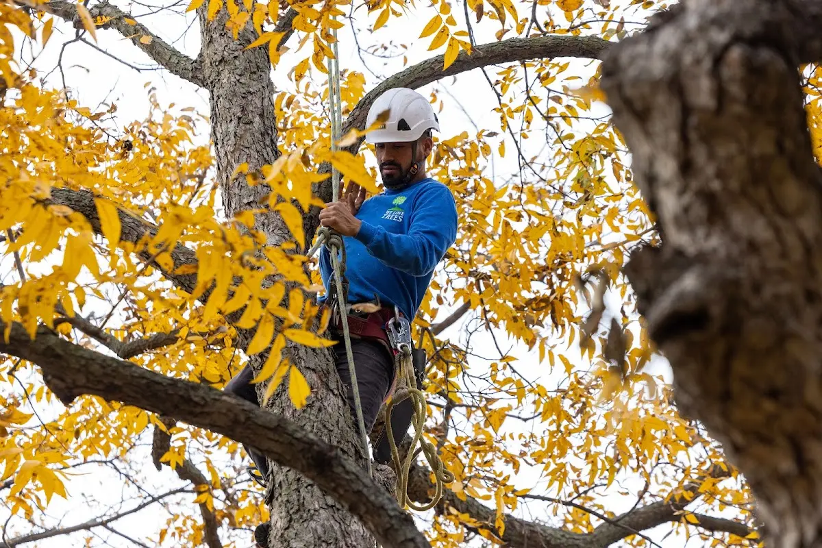 Skilled Storm Damage Cleanup crew working in Cos Cob